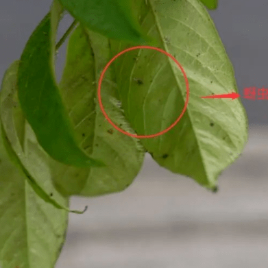 【会员】 嘉信物业丨树上“滴油”不用慌，嘉信除虫来帮忙