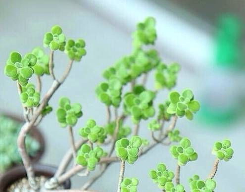 家里有“碰碰香”的花友进来看看，养好碰碰香其实很简单！