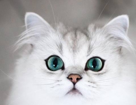 想要对猫咪示好？那就碰碰它们的鼻子吧！