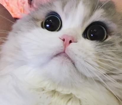 想要对猫咪示好？那就碰碰它们的鼻子吧！