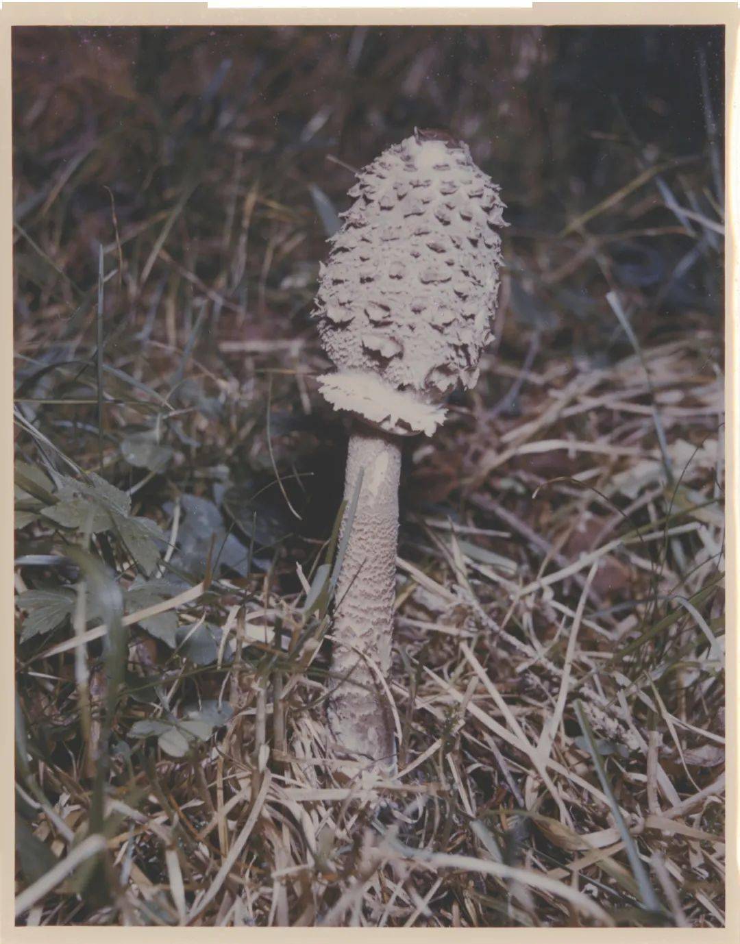 蘑菇狂人约翰·凯奇