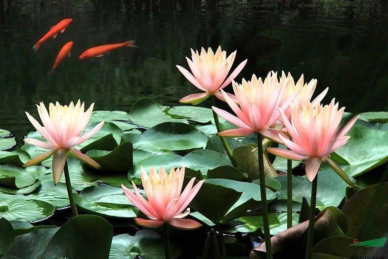 【本月花讯】六月花讯