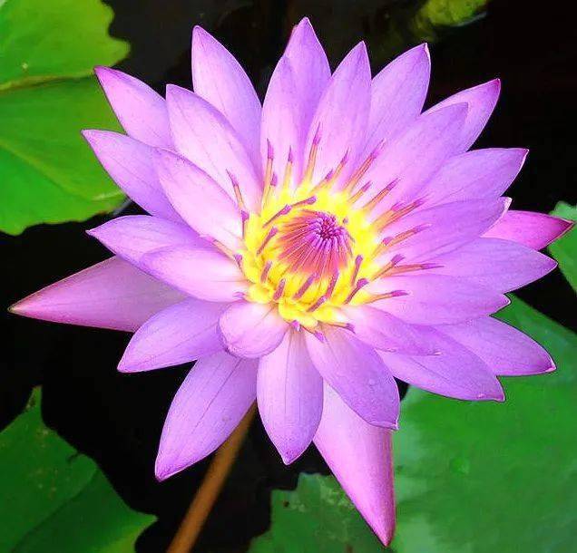 【本月花讯】六月花讯
