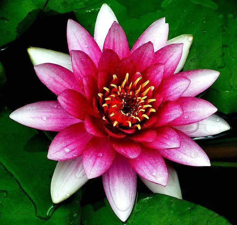 【本月花讯】六月花讯