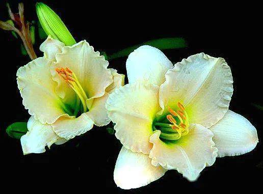 【本月花讯】六月花讯