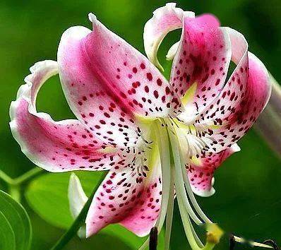 【本月花讯】六月花讯