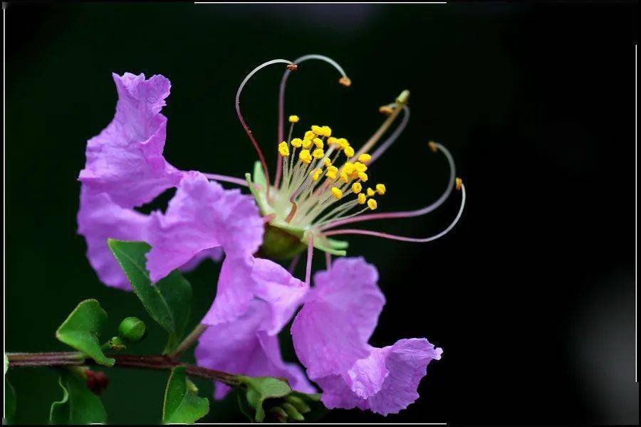 【本月花讯】六月花讯