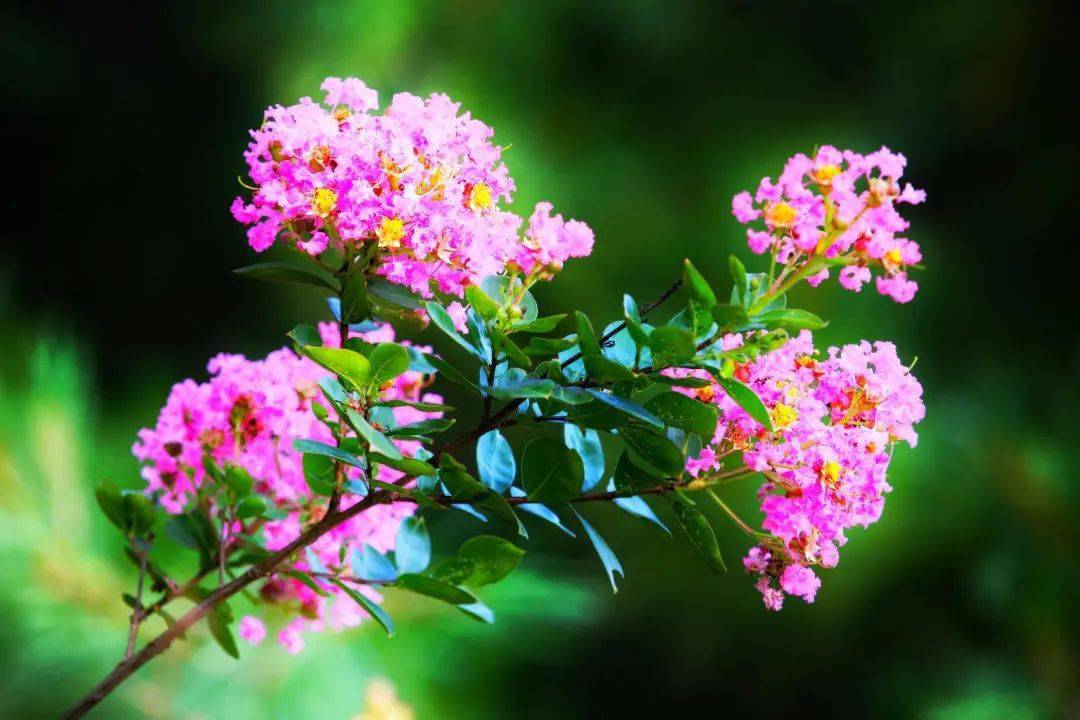 【本月花讯】六月花讯