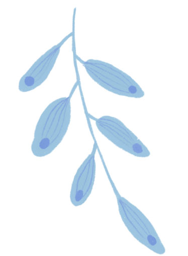 【本月花讯】七月花讯