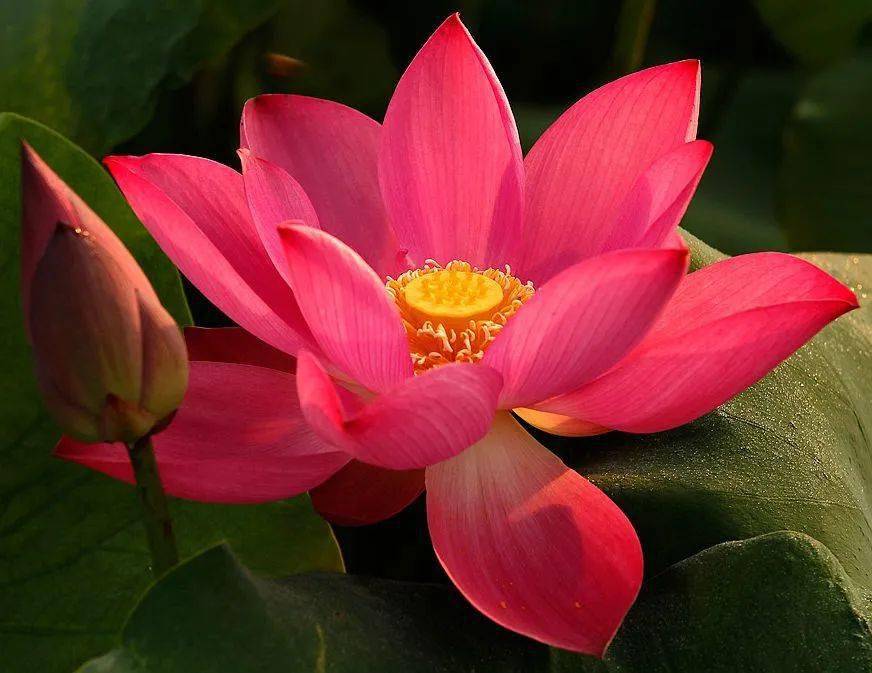【本月花讯】七月花讯