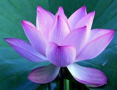【本月花讯】七月花讯