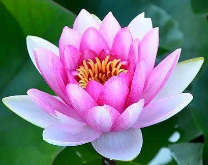 【本月花讯】七月花讯