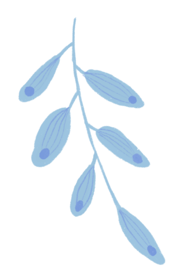 【本月花讯】七月花讯