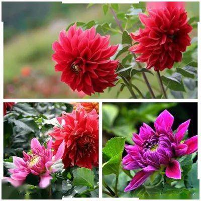 【本月花讯】七月花讯