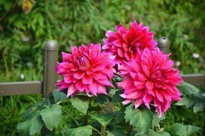 【本月花讯】七月花讯