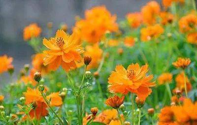 【本月花讯】七月花讯