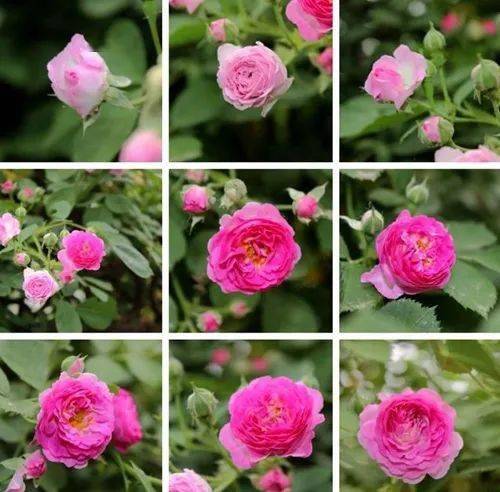 【本月花讯】五月花讯