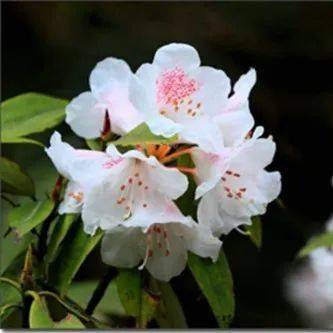 【本月花讯】五月花讯