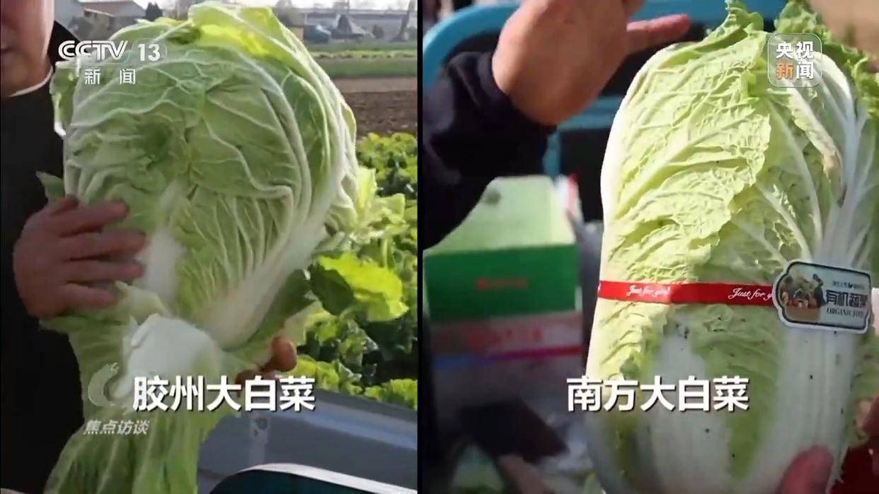 单棵售价超百元，起底“套牌白菜”背后的销售套路